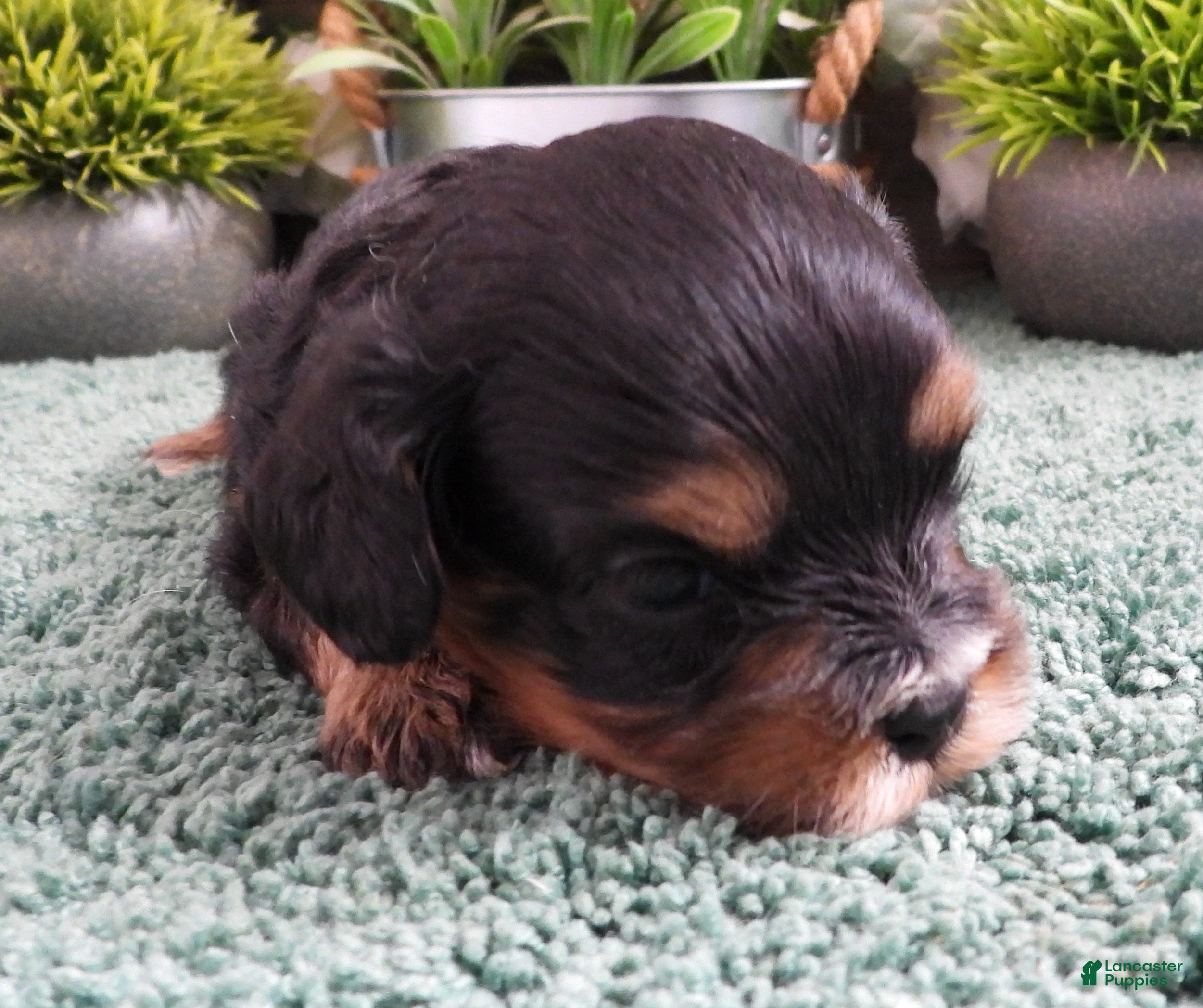 Cavapoo dogs Cavapoo Puppy #3 (Chelsea) - Ad 1