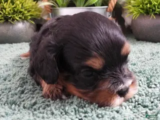 Cavapoo dogs Cavapoo Puppy #3 (Chelsea) - Ad 1