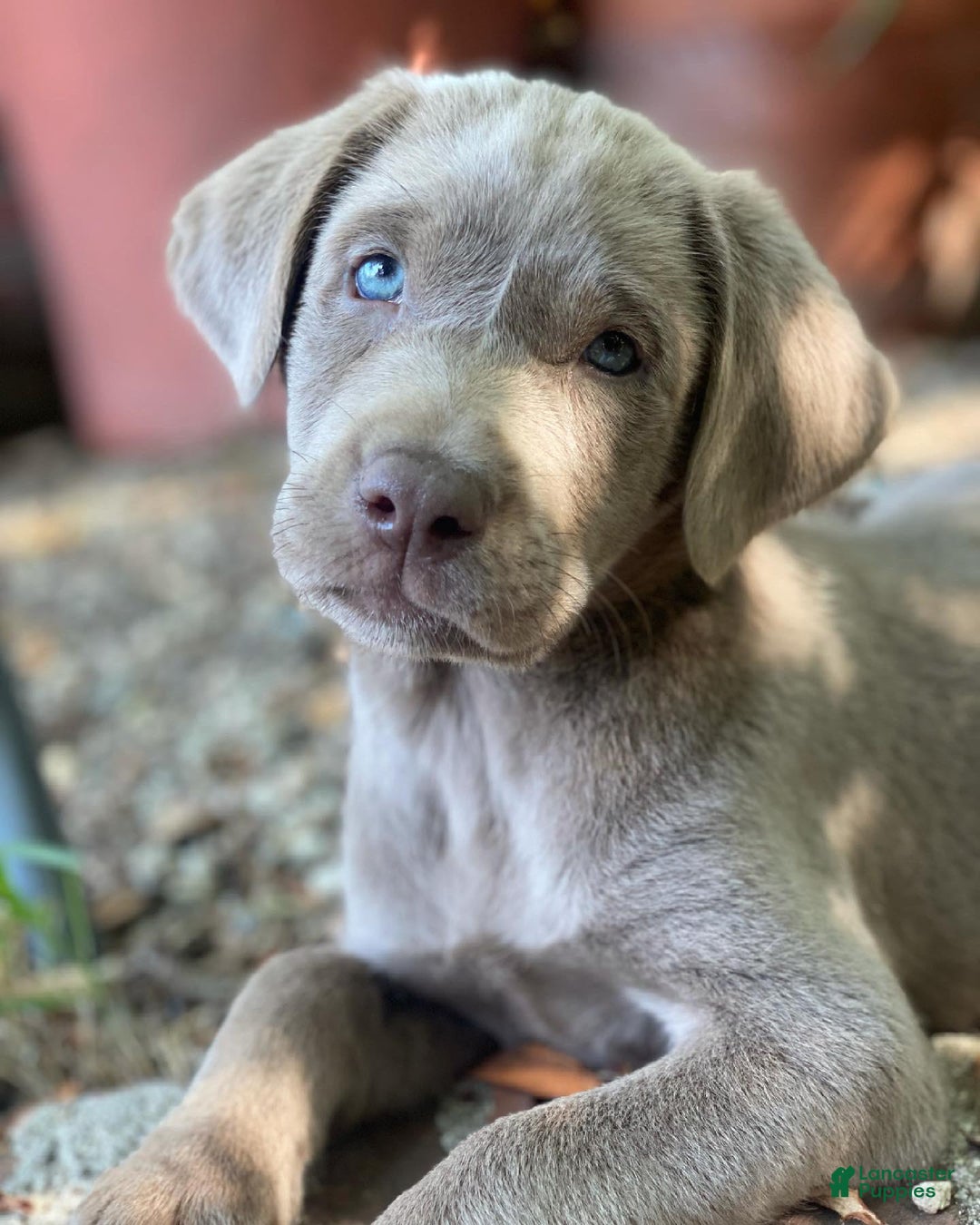 Labrador Retriever dogs for sale: Todd - Ad 1