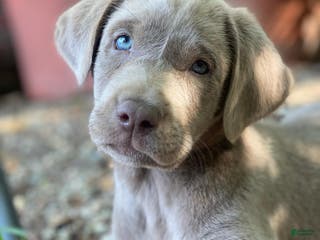 Labrador Retriever dogs Todd - Ad 37