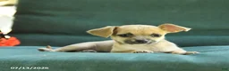 Chihuahua dogs for sale: Paris - Ad 2