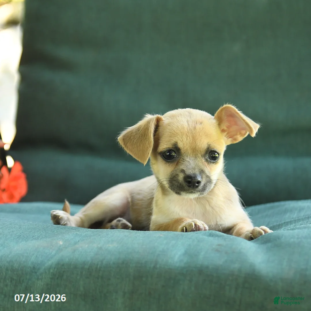 Chihuahua dogs for sale: Paris - Ad 2