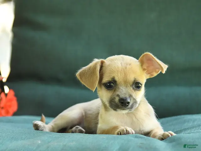Chihuahua dogs for sale: Paris - Ad 2