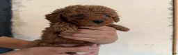 Toy Poodle dogs for sale: Toy Poodle 2 - Ad 10