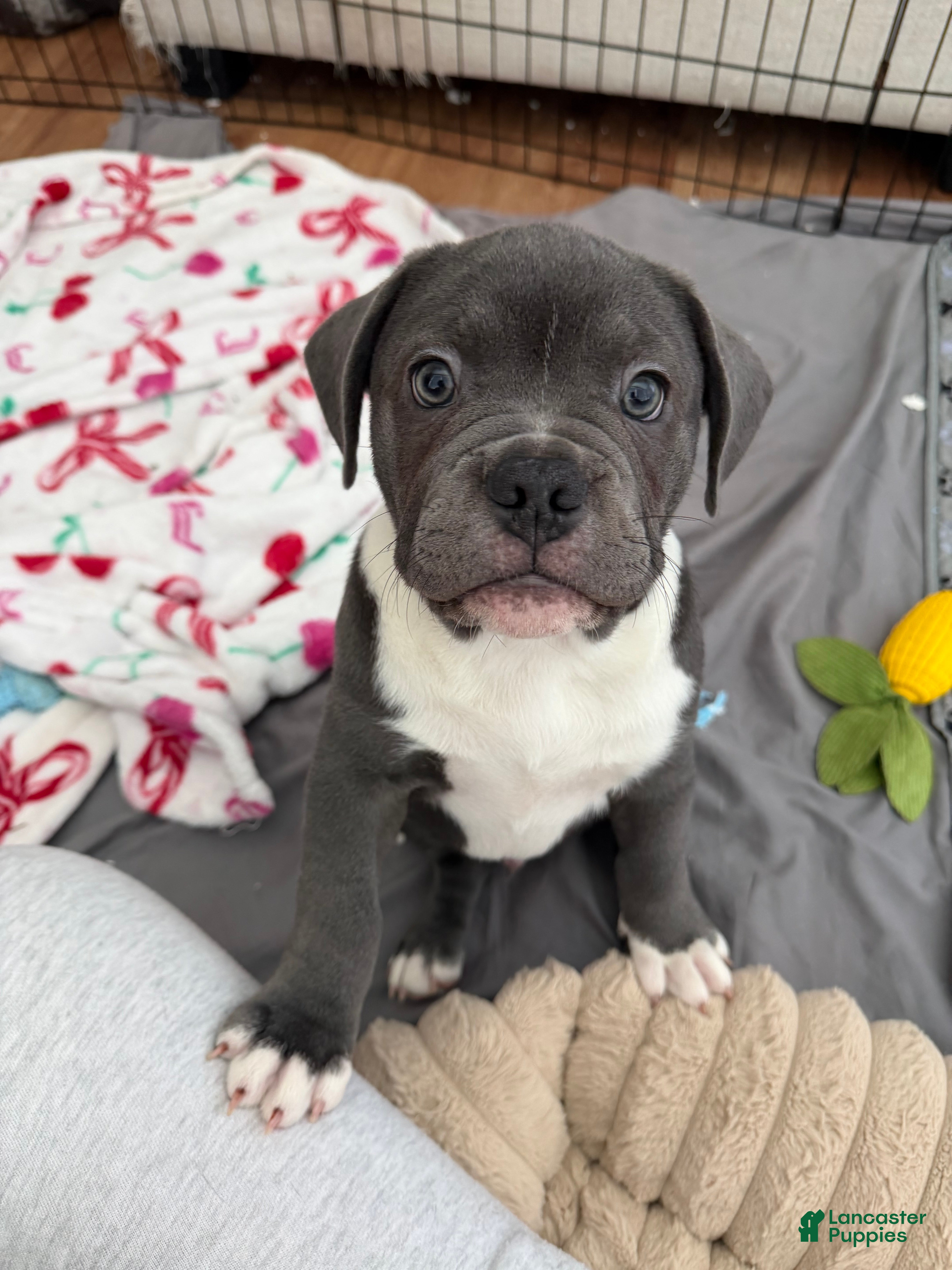 Mixed Breed dogs Blue Micro Bully Male - Ad 6