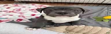 Blue Micro Bully Male