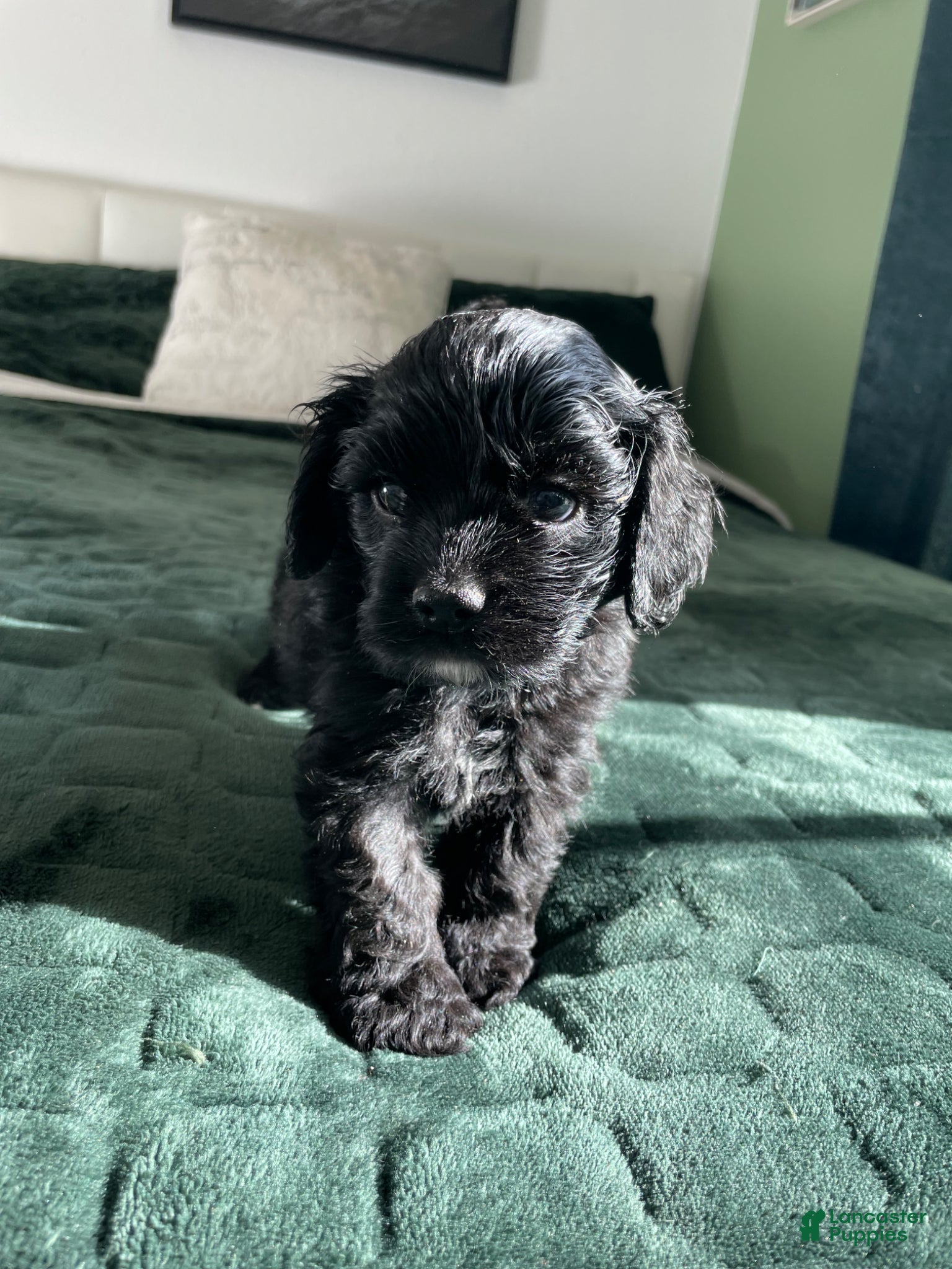Cocker Spaniel dogs Steve - Ad 4