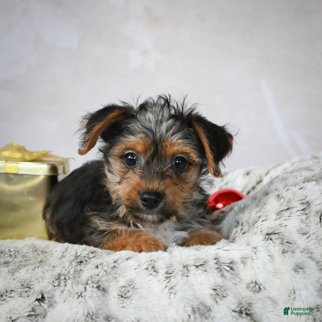 Yorkshire Terrier dogs for sale: Jerry - Ad 2