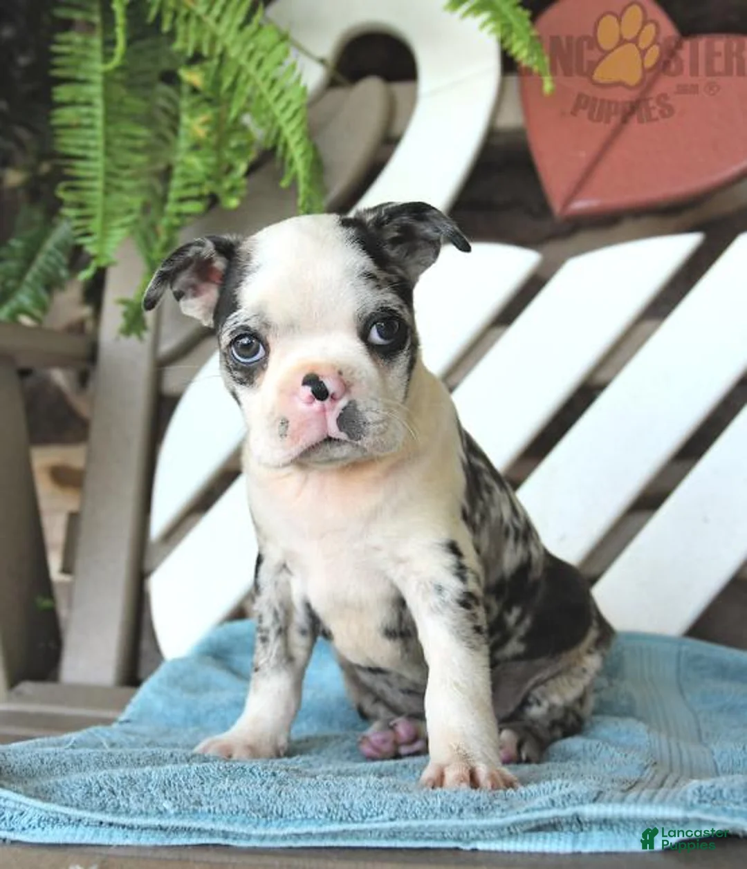 Gallery Image {{count}}