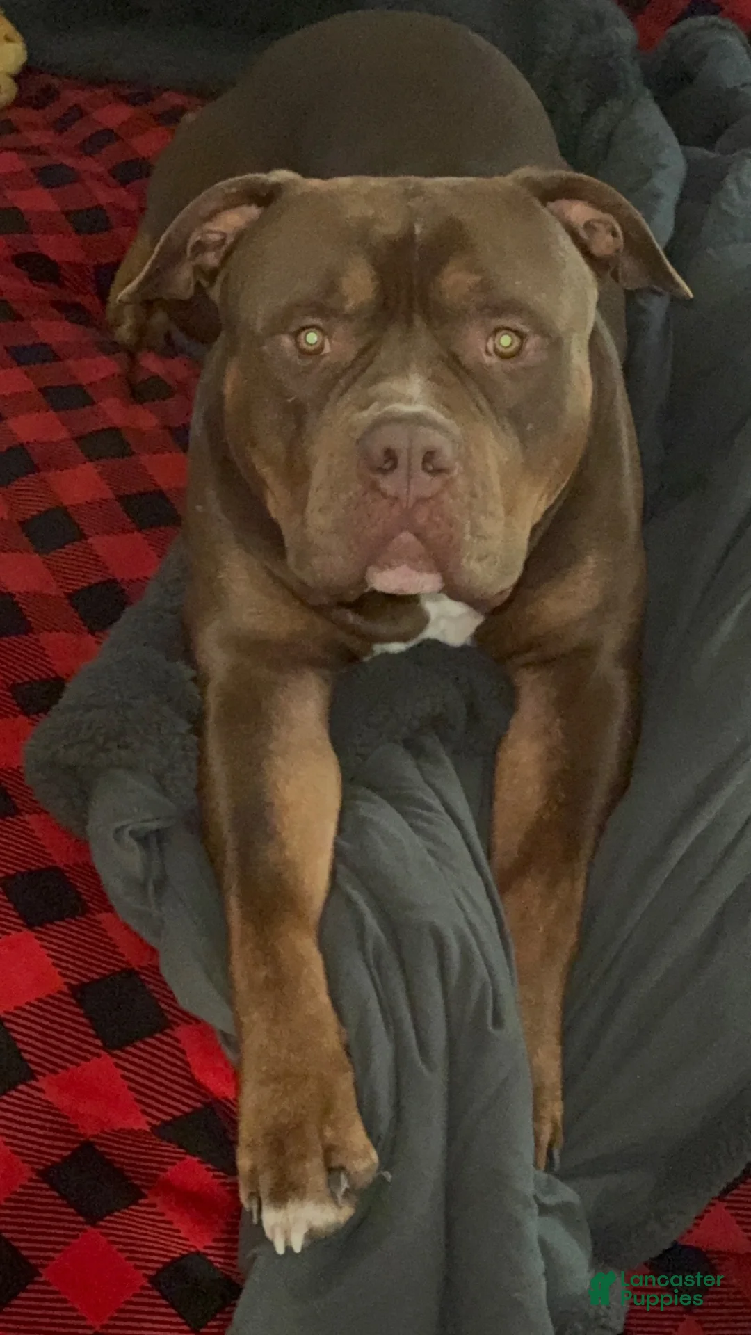 American Bully dogs for sale: American Bully 1 - Ad 9