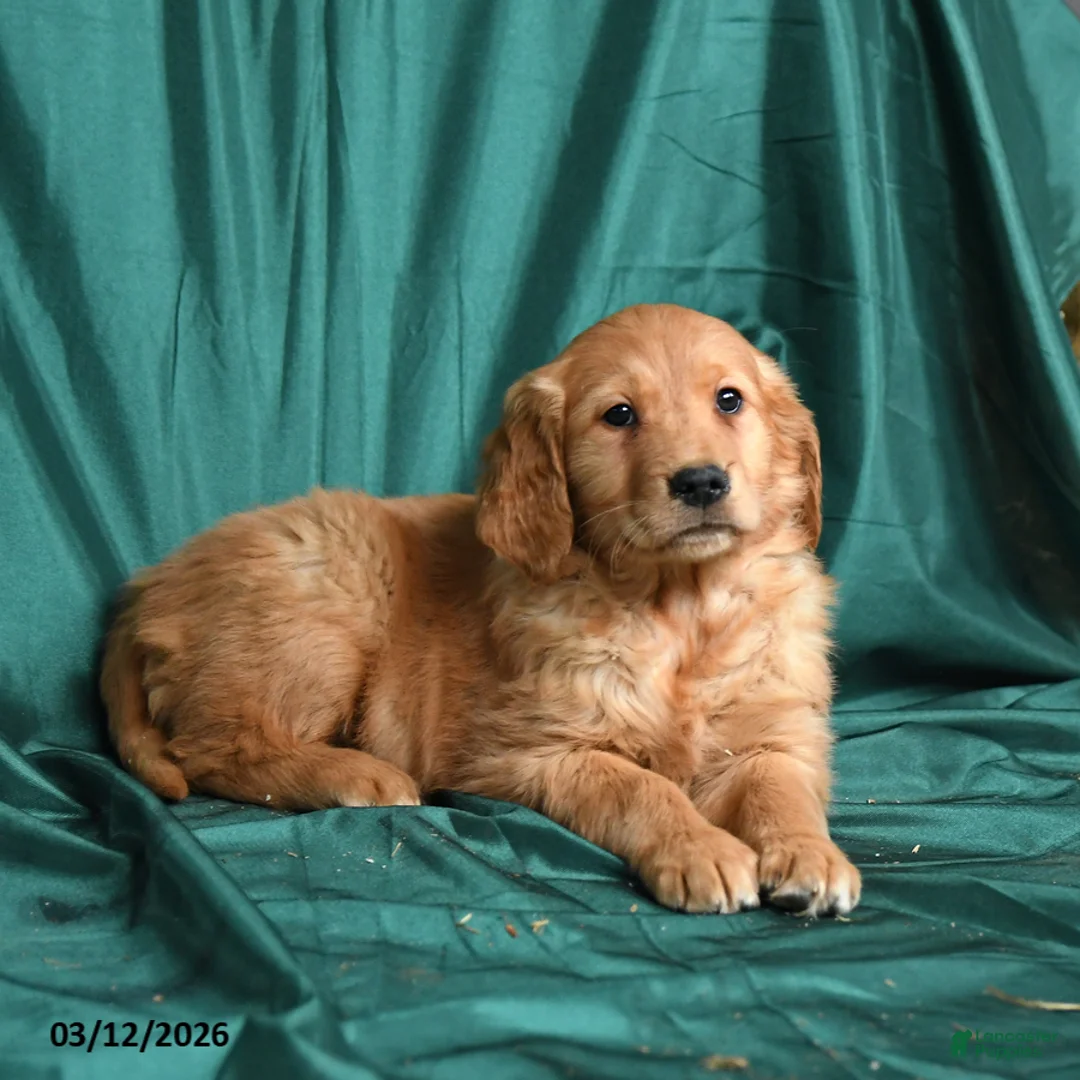 Golden Retriever dogs for sale: Sera - Ad 3