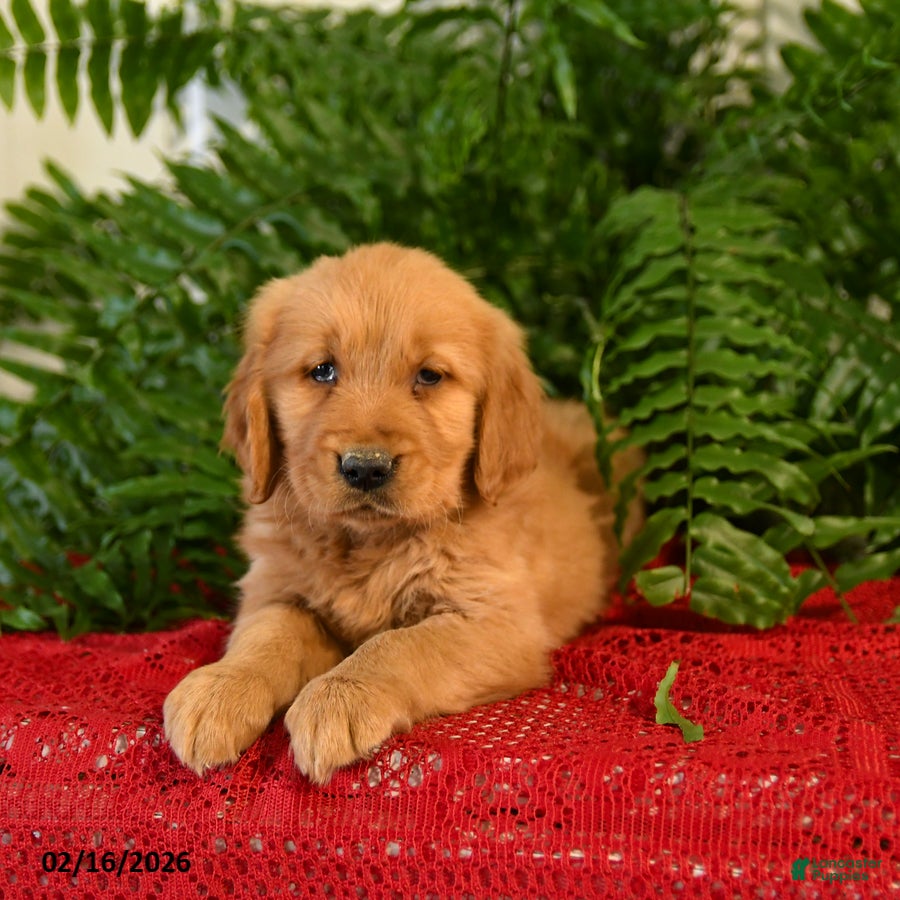 Golden Retriever dogs Sandy - Ad 2