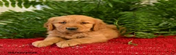 Golden Retriever dogs for sale: Sandy - Ad 2