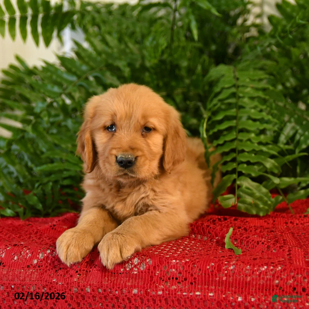 Golden Retriever dogs for sale: Sandy - Ad 2