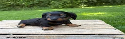 Dachshund dogs for sale: Loki - Ad 3