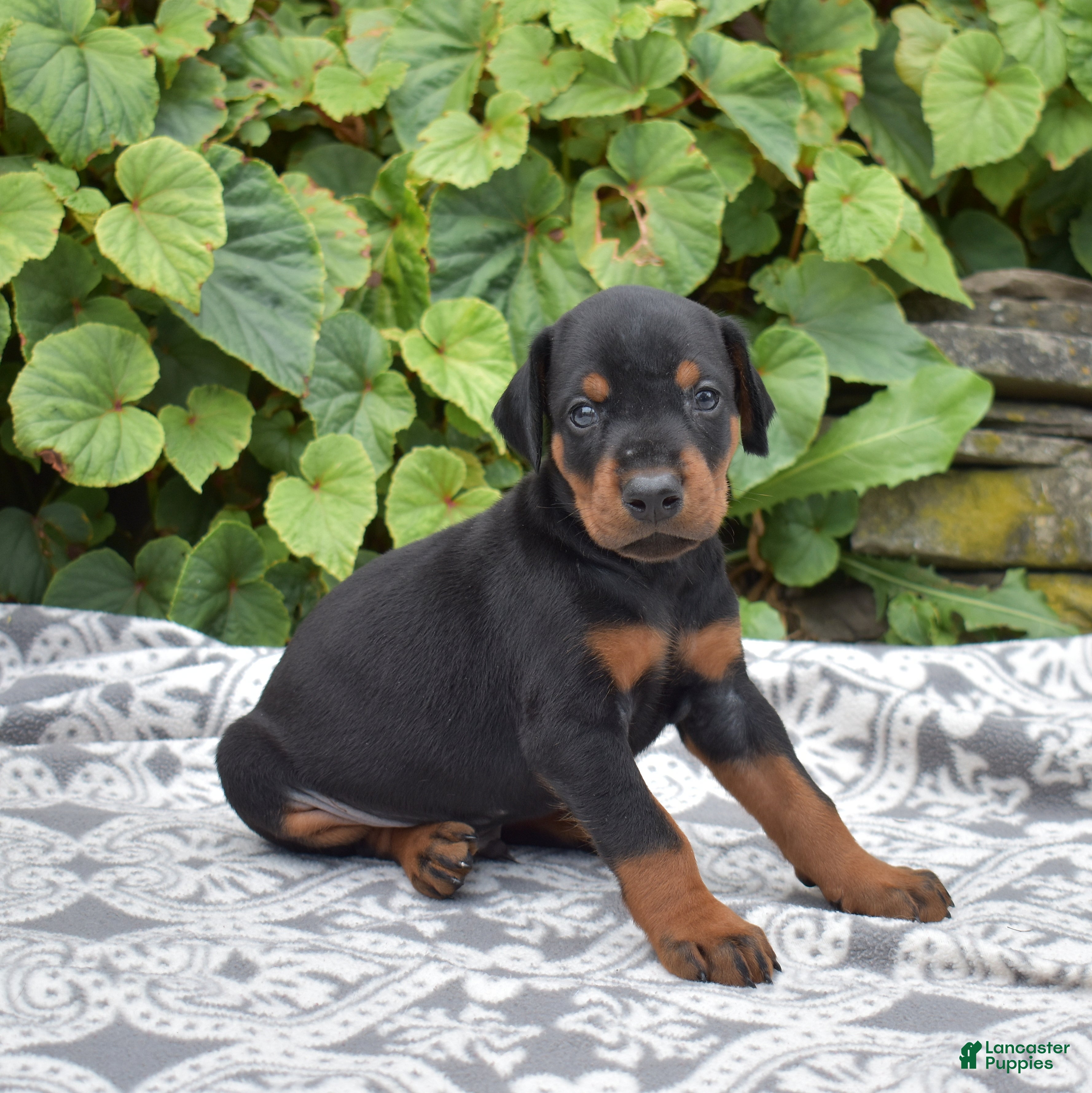 Doberman Pinscher dogs Summit - Ad 1
