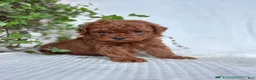 Mini Goldendoodle dogs for sale: Espresso - Ad 5