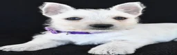 West Highland Terrier dogs for sale: Kara - Ad 3