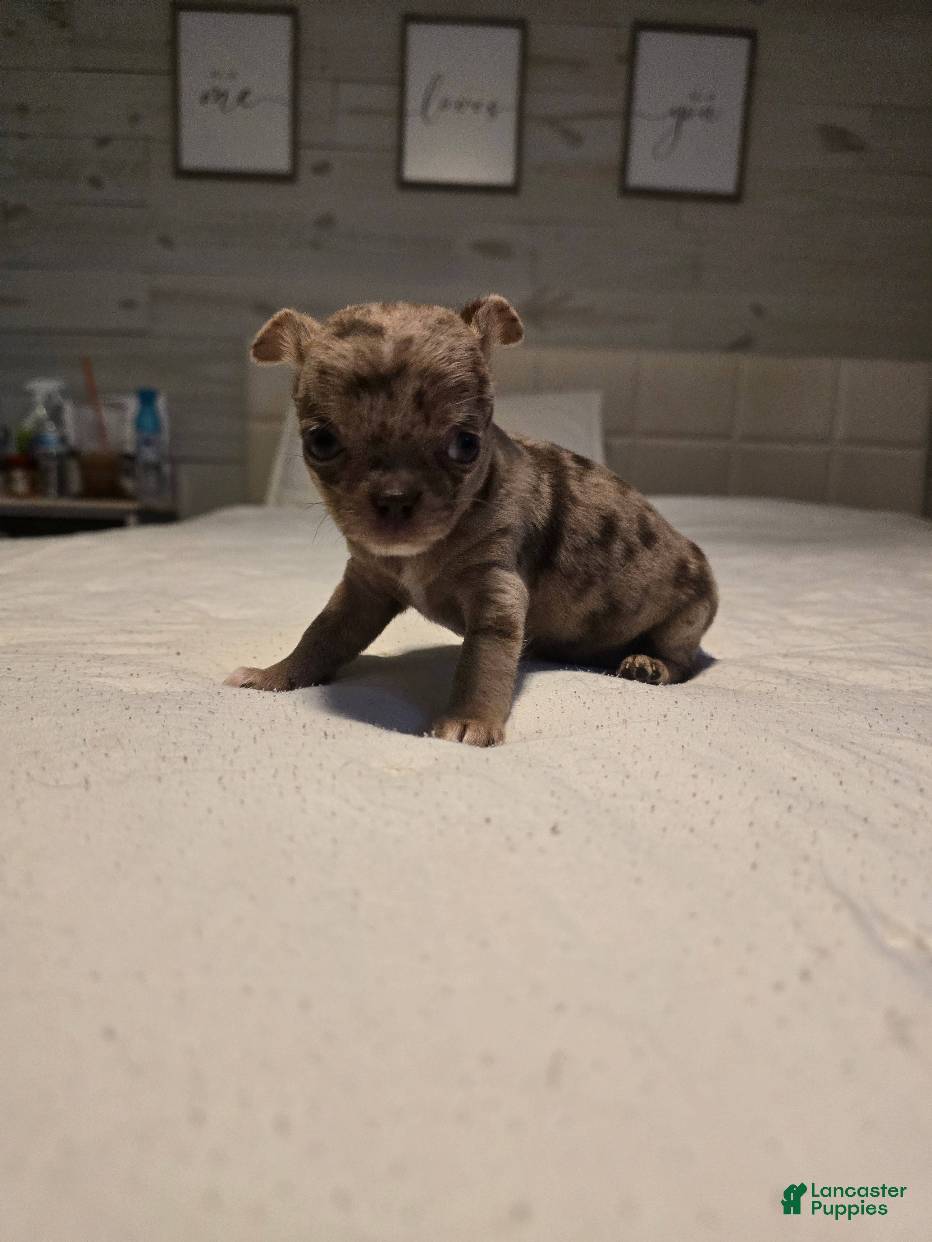 Chihuahua dogs Bella-Jean  - Ad 6