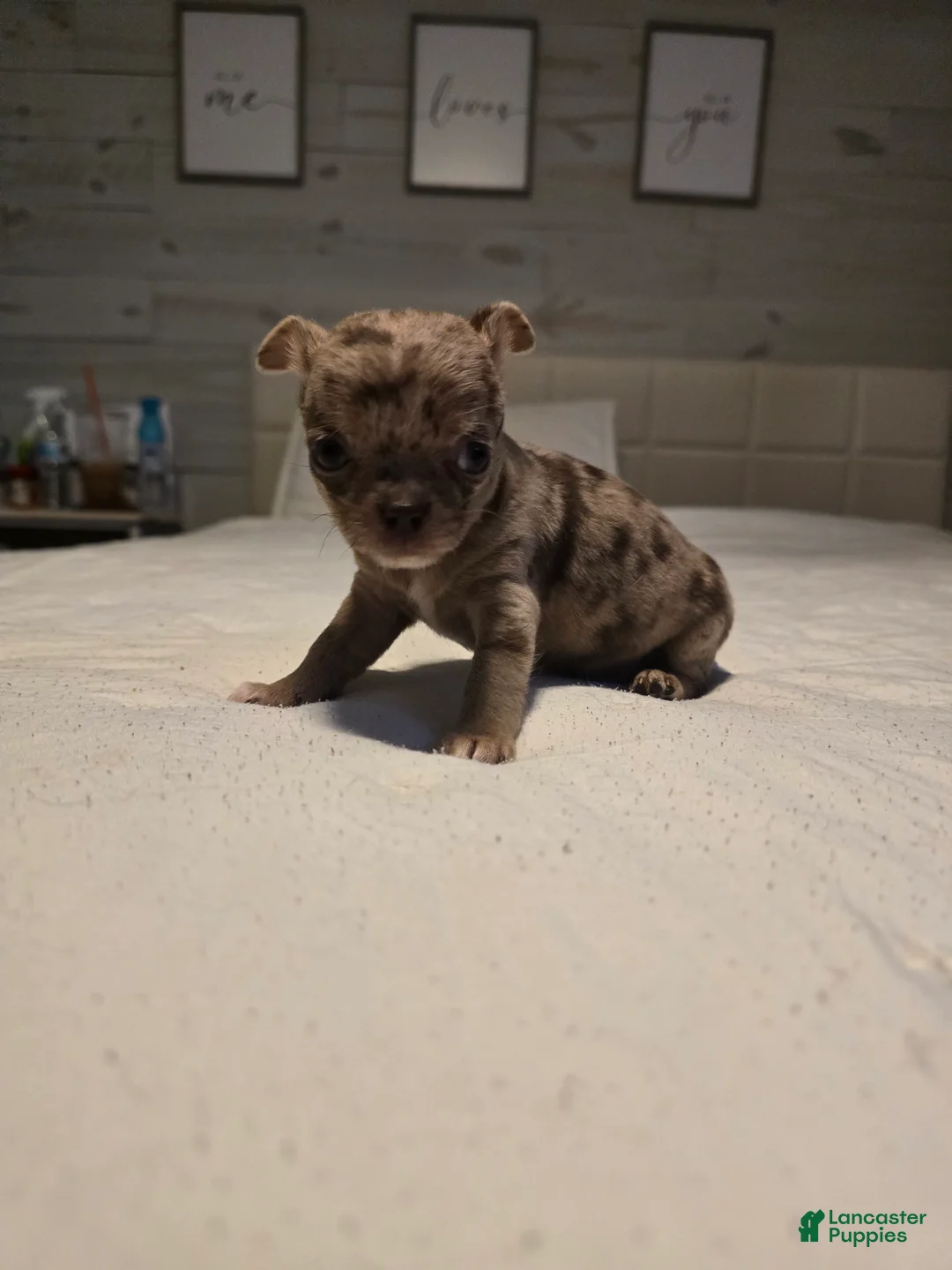 Chihuahua dogs for sale: Bella-Jean  - Ad 1