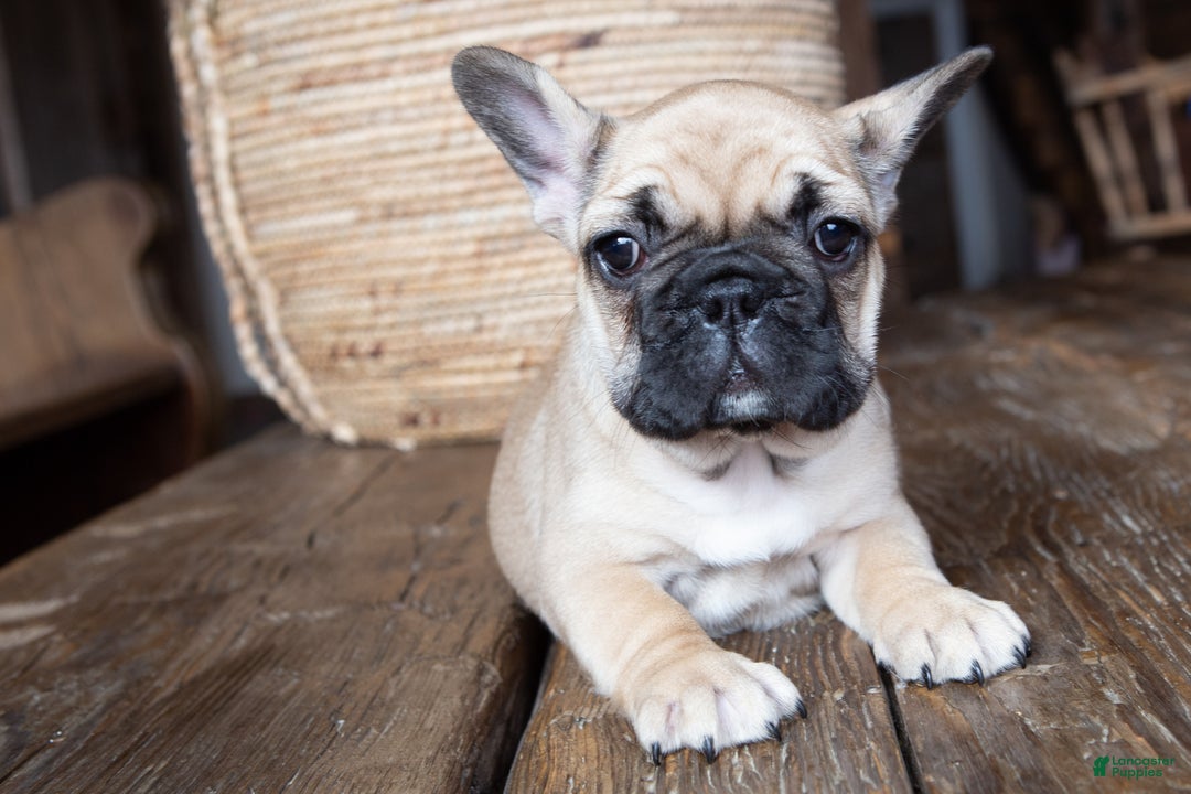 French Bulldog dogs for sale: Rhubarb  AKC - Ad 3