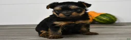 Yorkshire Terrier dogs for sale: Asia - Ad 4