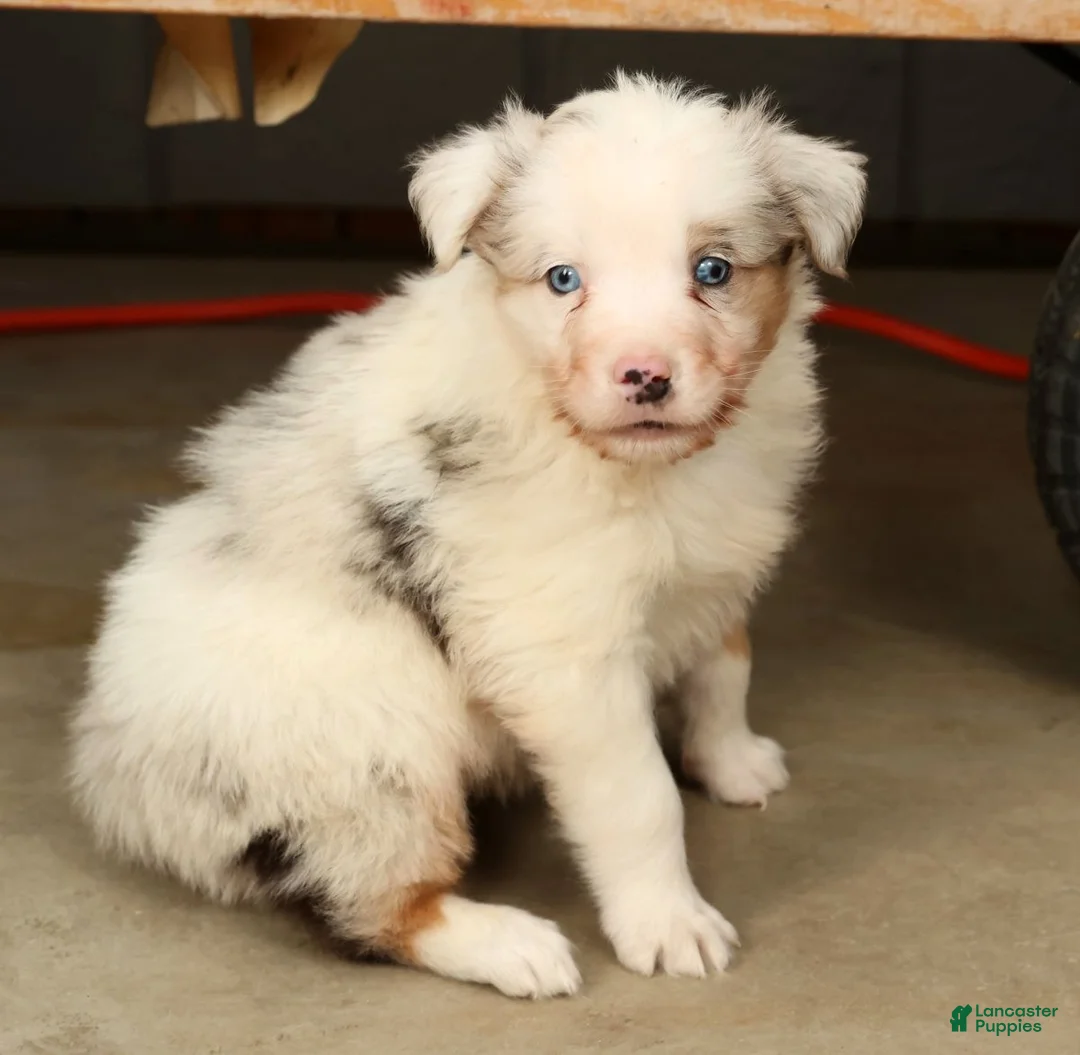 Australian Shepherd dogs for sale: Gordy - Ad 5