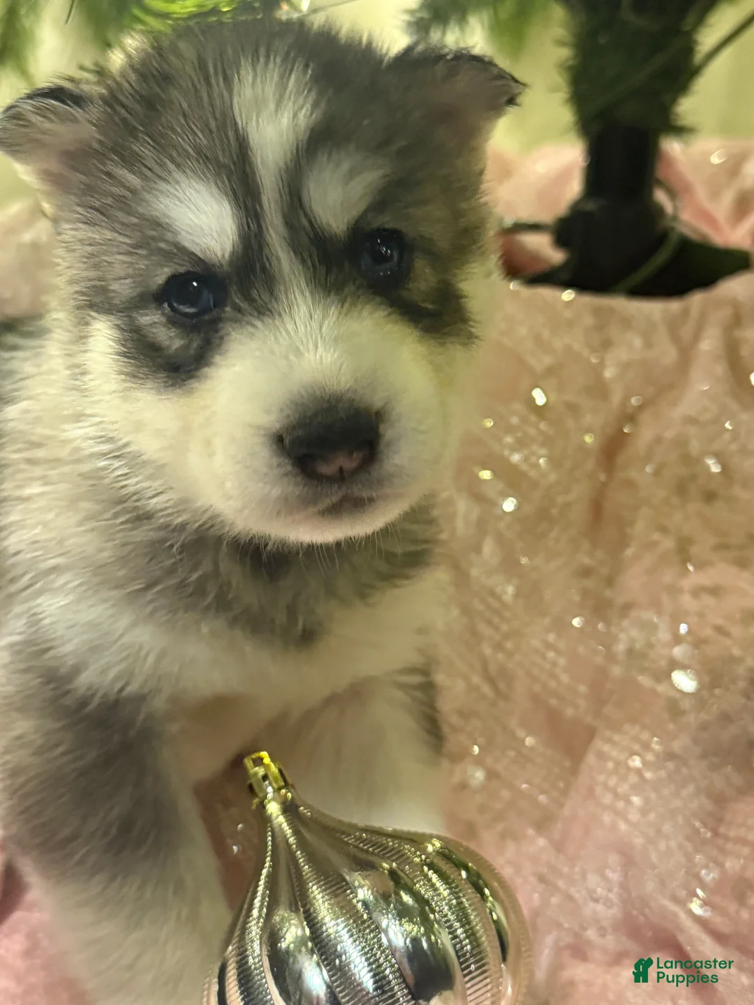 Siberian Husky dogs for sale: Niklaus - Ad 2