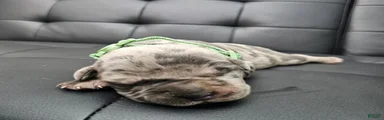 Sentinel Soul Bentayga- Blue Merle (North American Mastiff)