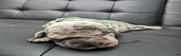 Cane Corso dogs for sale: Sentinel Soul Bentayga- Blue Merle (North American Mastiff) - Ad 1