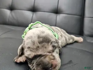 Cane Corso dogs Sentinel Soul Bentayga- Blue Merle (North American Mastiff) - Ad 1