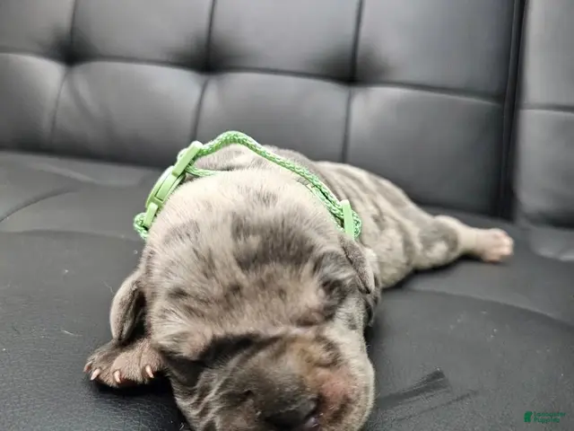 Cane Corso dogs for sale: Exalted Empire Bentayga- Blue Merle (North American Mastiff) - Ad 1