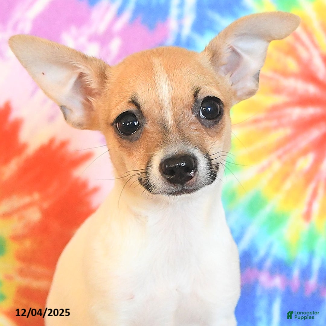 Chihuahua dogs for sale: Teddy - Ad 5