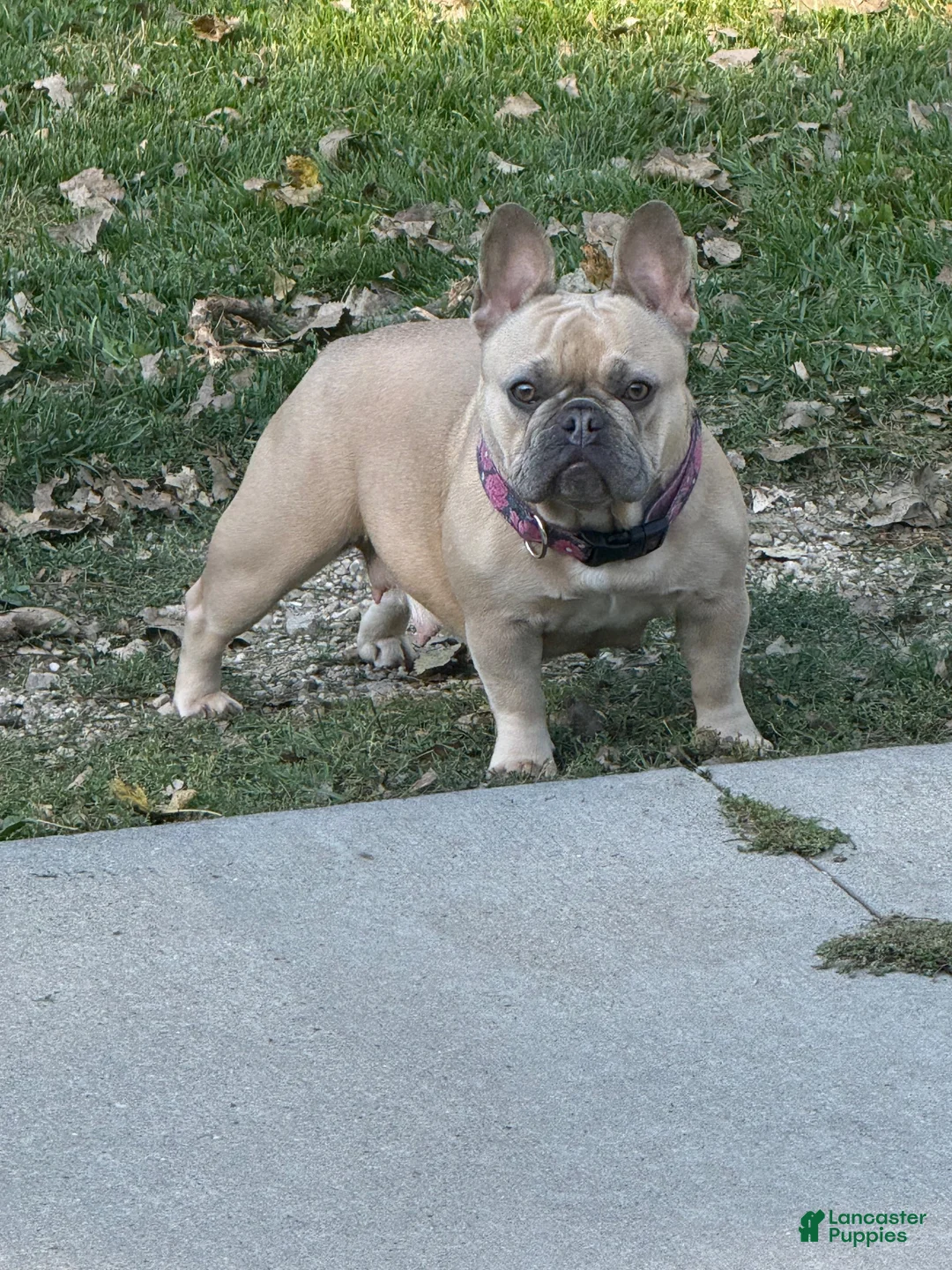 French Bulldog dogs for sale: Sonia - Ad 11