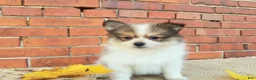 Pomeranian dogs for sale: Mojo - Ad 8