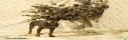 Miniature Pinscher dogs for sale: Phalina - Ad 3