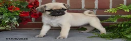 Puggle dogs for sale: Cappuccino - Ad 5