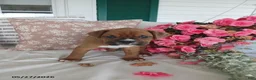 Boxer dogs for sale: Cheeko - Ad 4