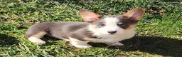 Welsh Corgi Pembroke dogs for sale: Arnie Bluie - Ad 20