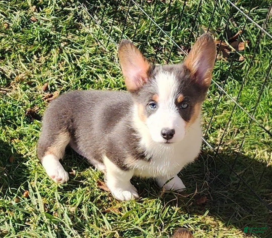 Welsh Corgi Pembroke dogs for sale: Arnie Bluie - Ad 20