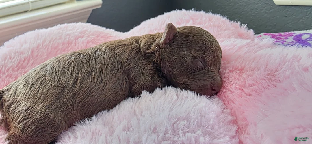 Toy Poodle dogs for sale: Girl 2 - Ad 1