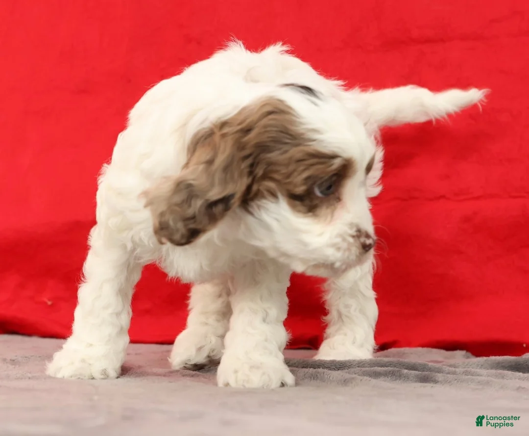 Cavapoo dogs for sale: Serena - Ad 9