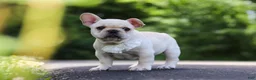 French Bulldog dogs for sale: Allie - Ad 11