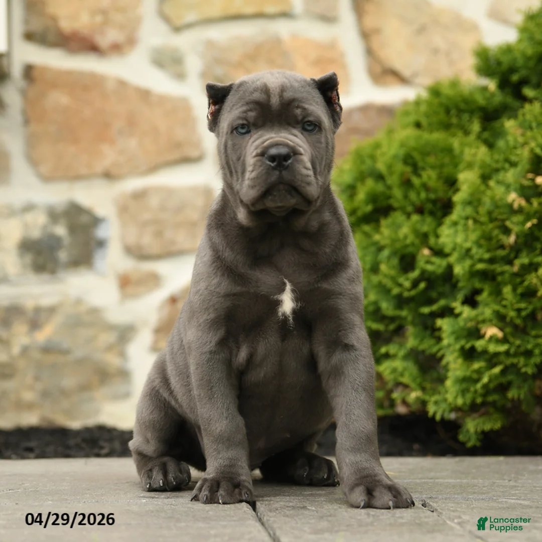 Cane Corso dogs for sale: Bonnie - Ad 1