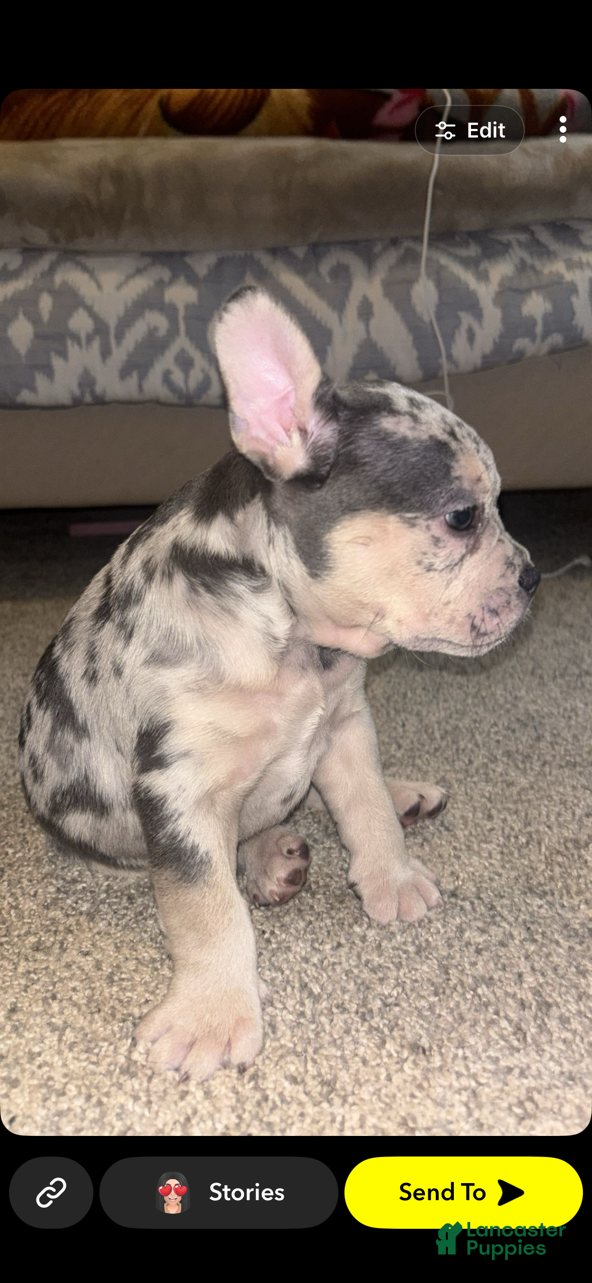American Bully dogs Bali  - Ad 2