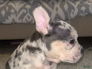 American Bully dogs Bali - Ad 2