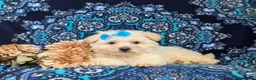 Bichon Frise dogs for sale: Carleen - Ad 7