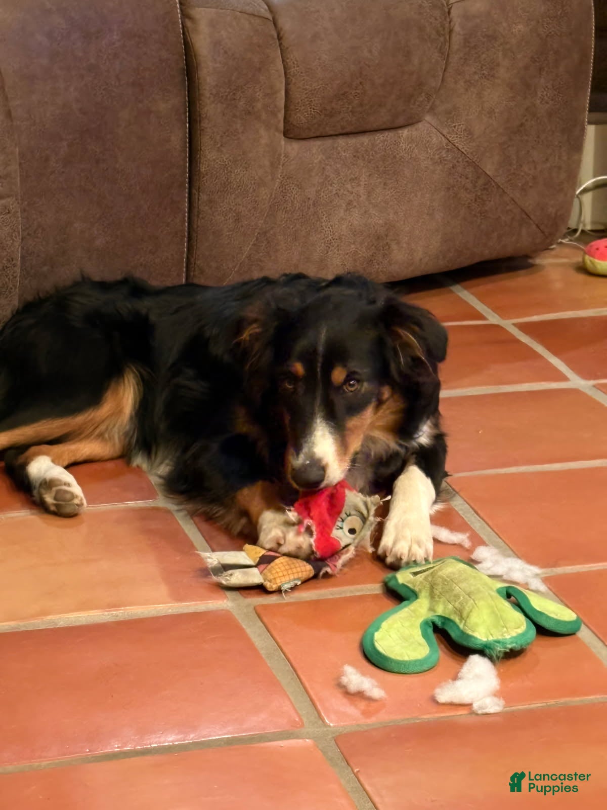 Border Collie dogs Tank - Ad 2