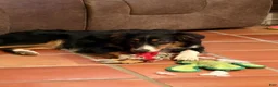 Border Collie dogs for sale: Tank - Ad 2