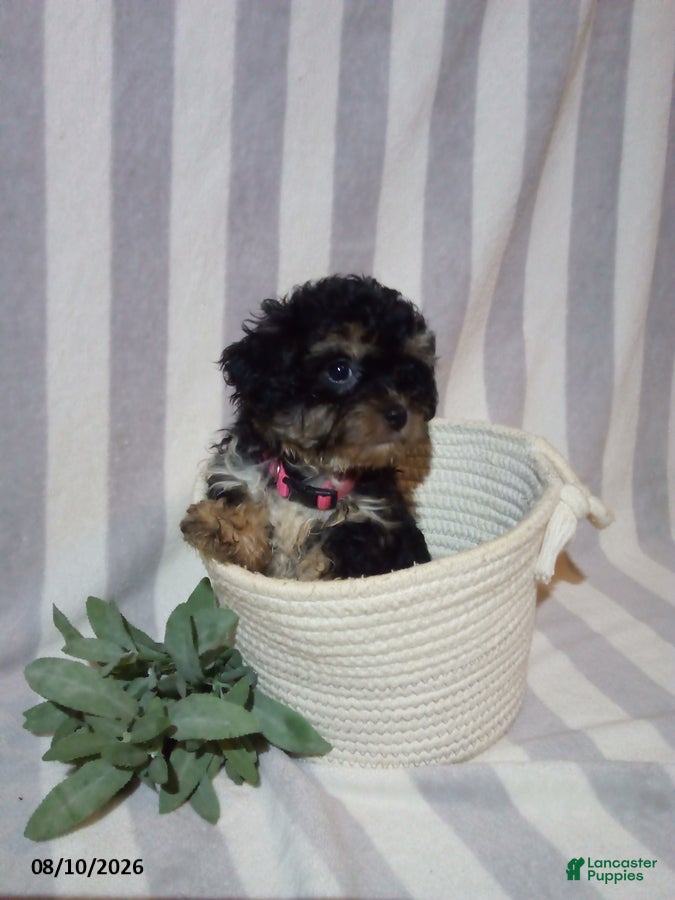 Havapoo dogs Chloe - Ad 1